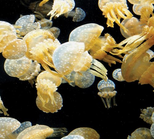 Jellyfish 2 Cling-On Background