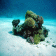 Coral Reef 3 Cling-On Aquarium Background