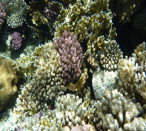 Coral Reef 6 Cling-On Aquarium Background