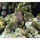 Coral Reef 6 Cling-On Aquarium Background