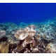 Coral Reef 7 Cling-On Aquarium Background