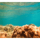Coral Reef 8 Cling-On Aquarium Background