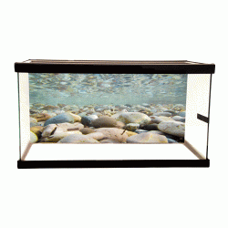 Rocks Cling On Aquarium Background