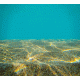 Seabed 2 Cling-On Aquarium Background