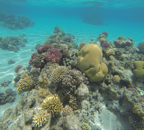 Under Water 4 Cling On Aquarium Background