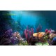 Under Water Cling On Aquarium Background