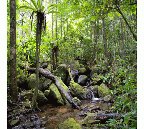 Rainforest Background
