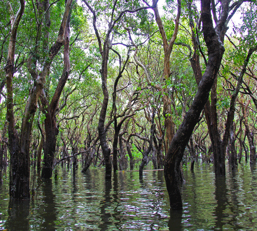 Australia Mangrove 2 Background
