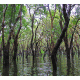 Australia Mangrove 2 Background