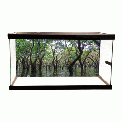 Australia Mangrove 2 Background