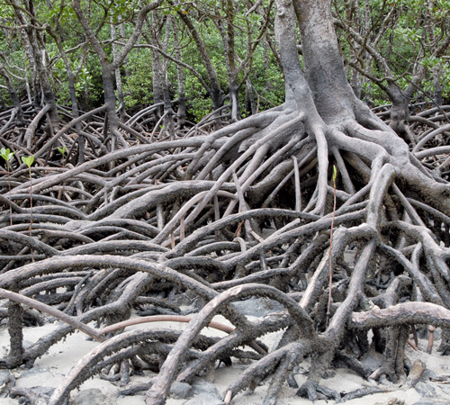 Australia Mangrove Background Australia Mangrove Background