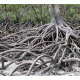 Australia Mangrove Background