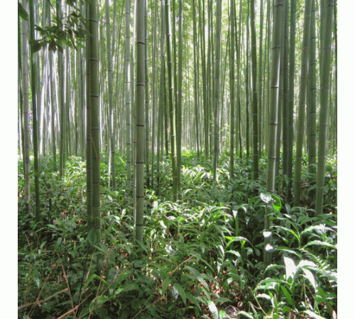Bamboo Forest Background