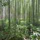 Bamboo Forest Background