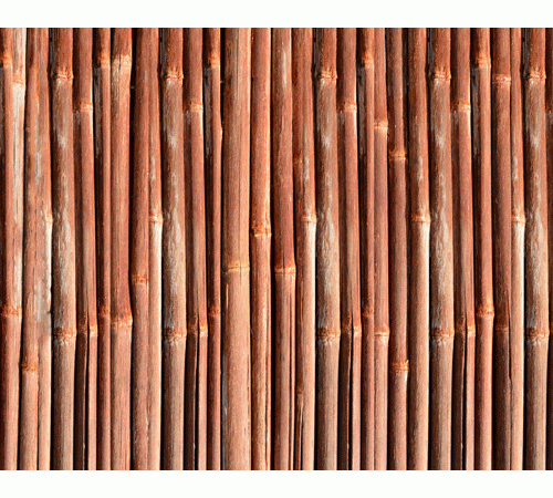 Bamboo Background