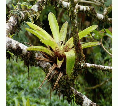 Bromeliad Background