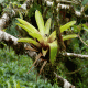 Bromeliad Background