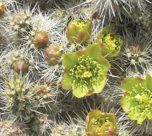 Cactus 10 Background