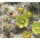 Cactus 10 Background Cactus 10 Background