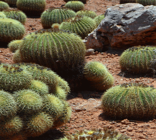 Cactus 2 Background