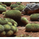 Cactus 2 Background