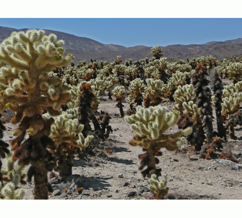 Cactus 3 Background