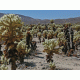 Cactus 3 Background