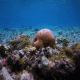 Coral Reef 5 Cling-On Aquarium Background