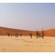 Desert 18 Background