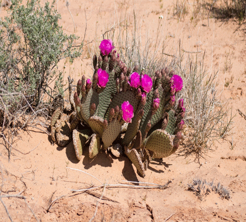 Desert Flowers 2 Background