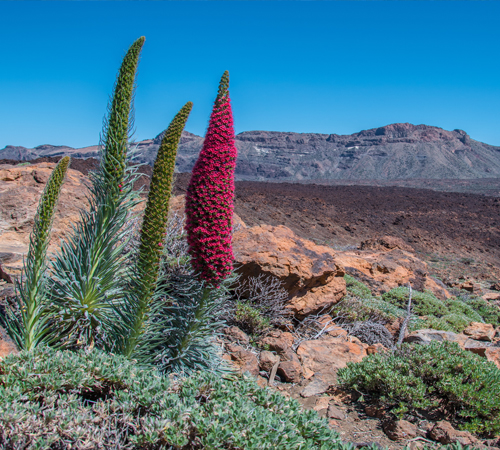 Desert Flowers 3 Background