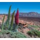 Desert Flowers 3 Background