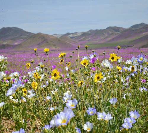 Desert Flowers Background
