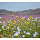 Desert Flowers Background