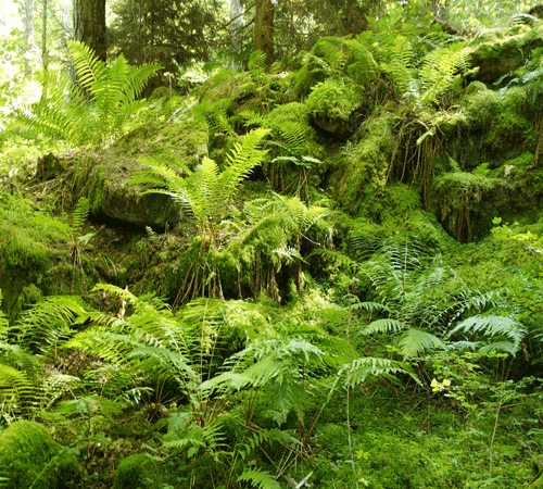 Ferns 2 Background