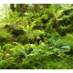 Ferns 2 Background