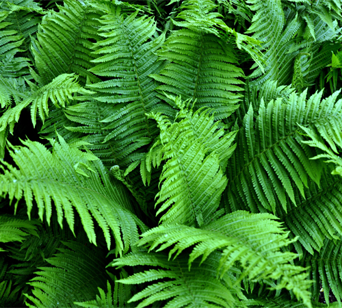 Ferns 3 Background