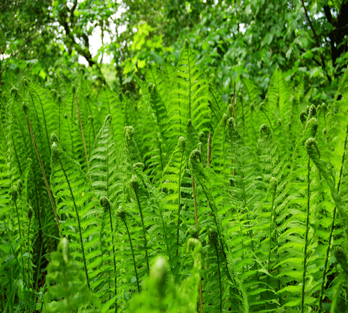 Ferns Background