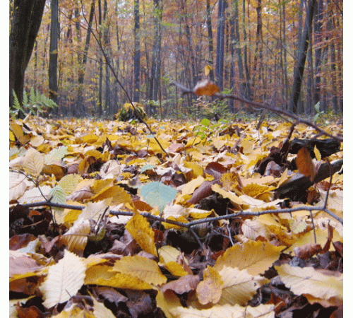 Forest Floor Background