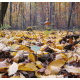 Forest Floor Background