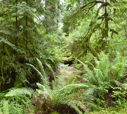 Forest 3 Background