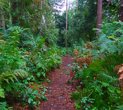 Forest 4 Background