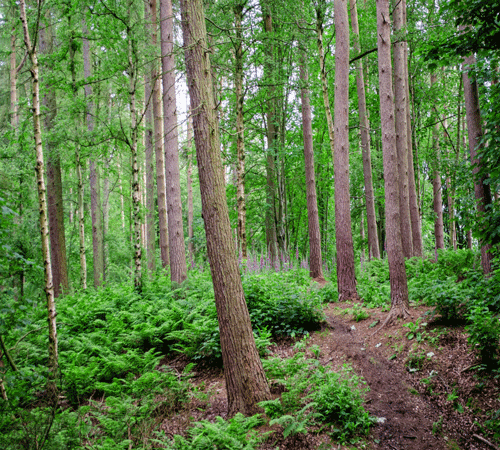 Forest 5 Background
