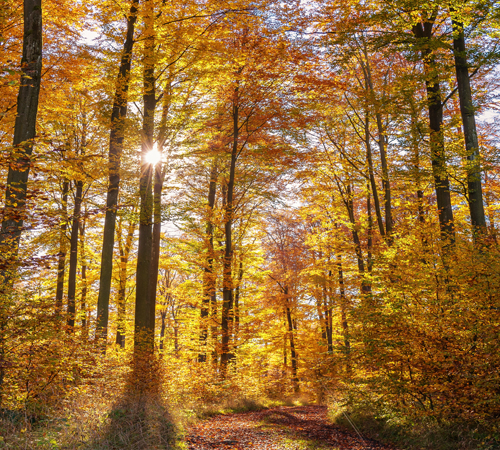 Forest 6 Background