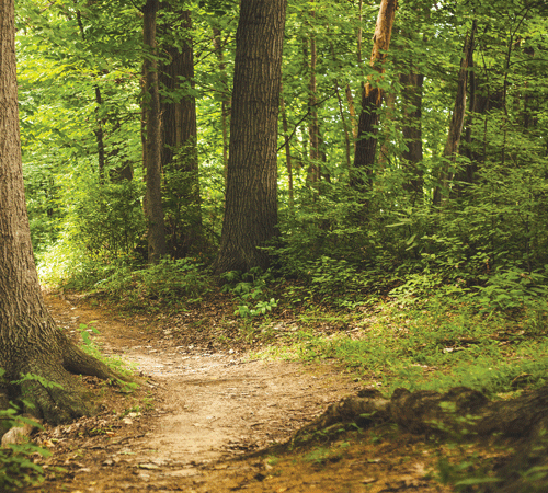 Forest 7 Background