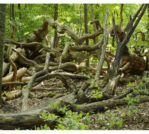 Forest 2 Background
