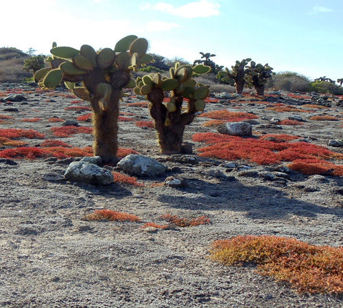 Galapagos Background