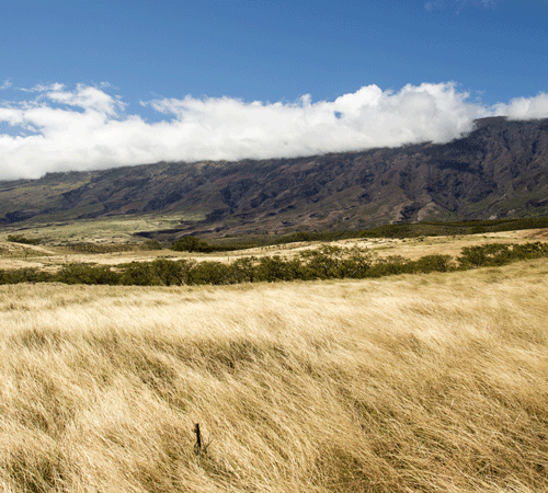 Grassland 2 Background