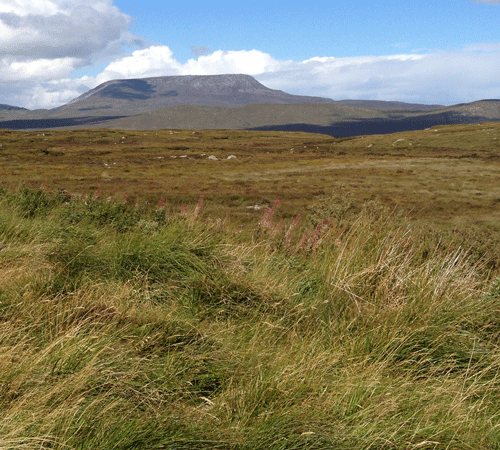 Grassland Background