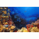 Harbor Static Cling Aquarium Background